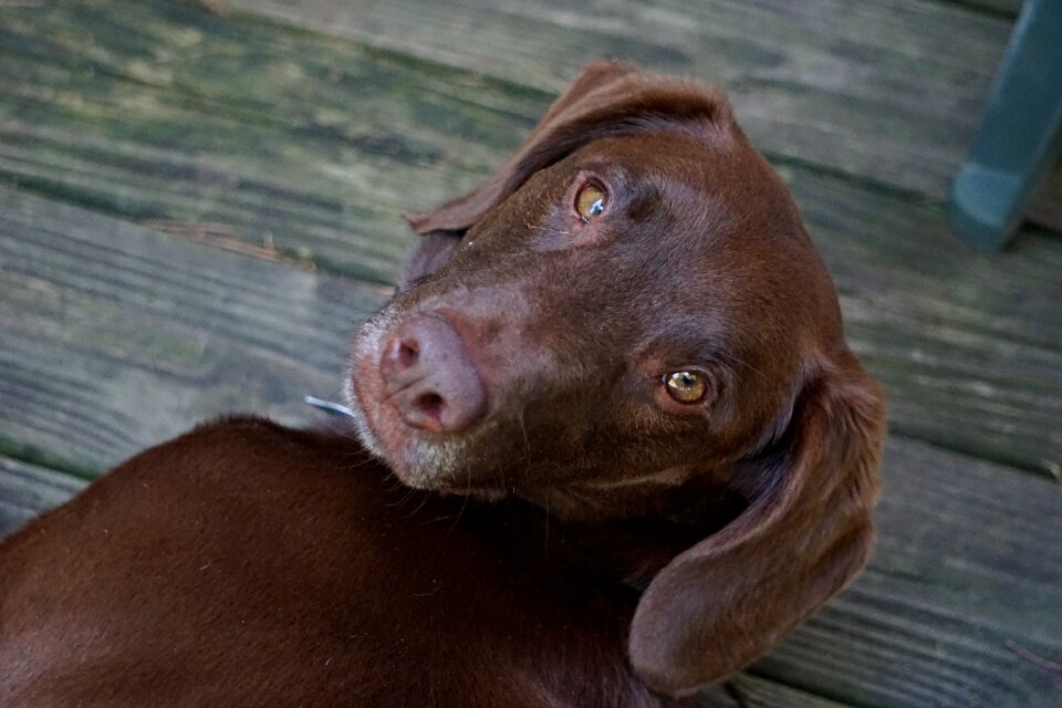 Cute canine mammal