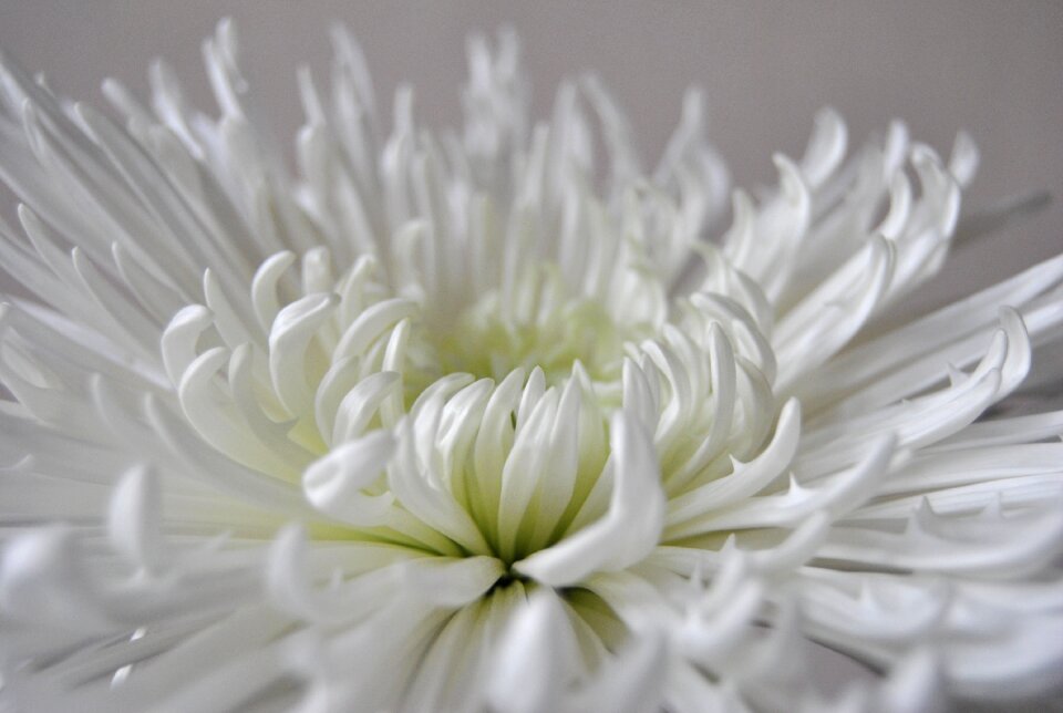 Beautiful floral chrysanthemum