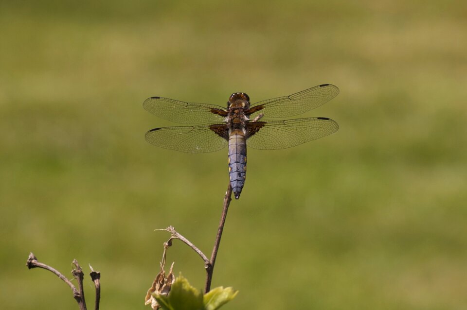 Dragonfly insect nature