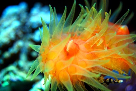 Underwater marine tropical photo