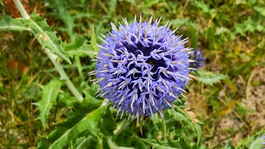 Nature purple flower plant