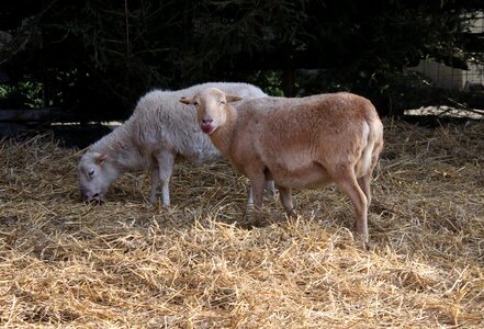 Rumination animals wool
