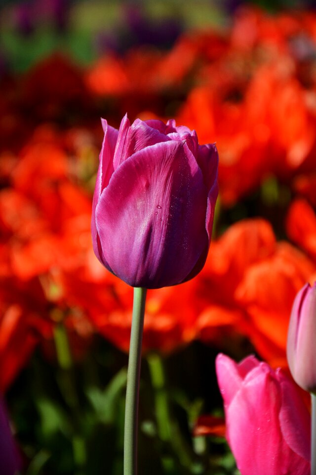 Vivid color nature close-up
