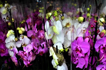 Potted plant orchids beautiful photo