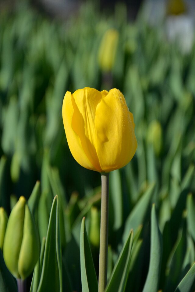 Vivid color nature close-up