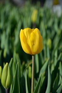 Vivid color nature close-up
