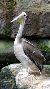 Bird animal world animal