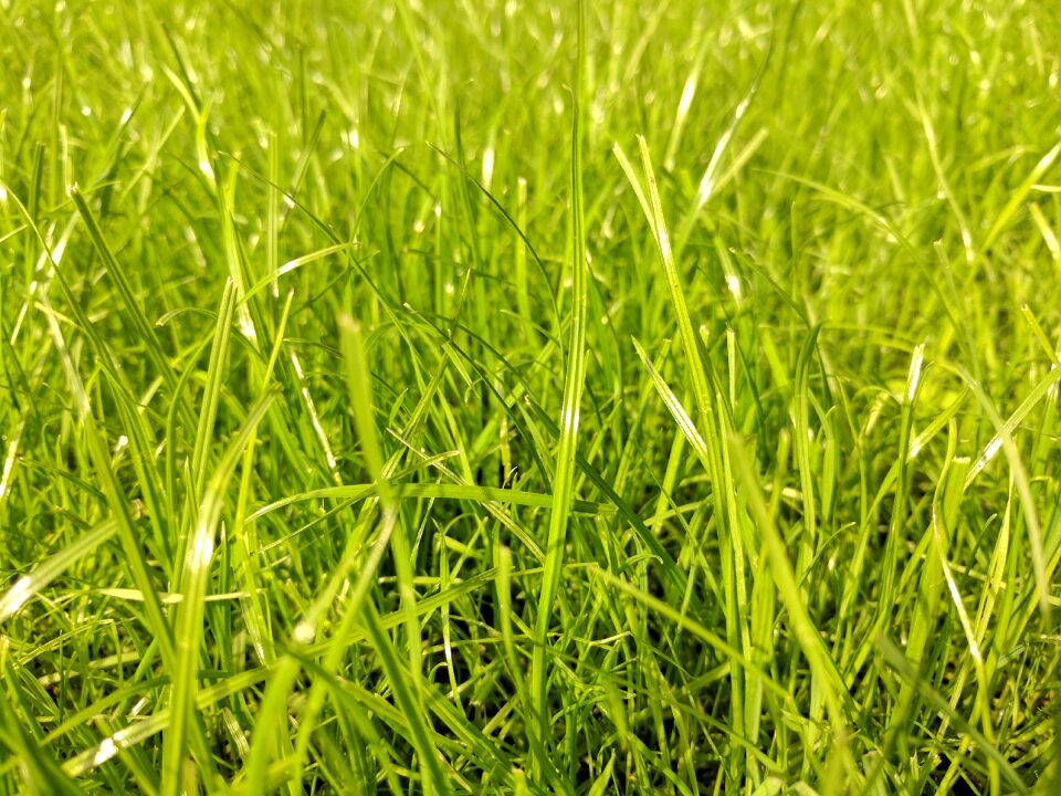 Greenery garden garden floor