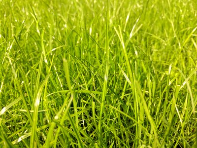 Greenery garden garden floor