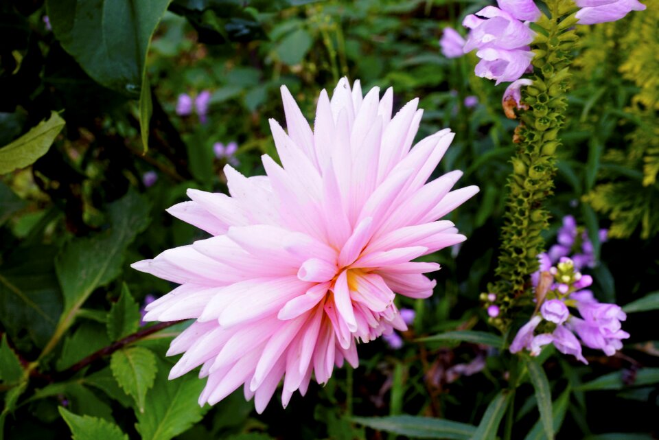 Purple purple flowers nature