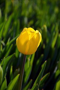 Vivid color nature close-up