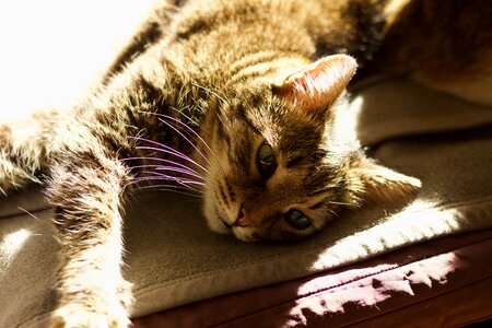 Kitten mammal domestic cat