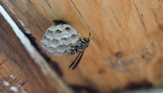 Animal nest building