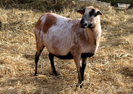 Hay animal nature