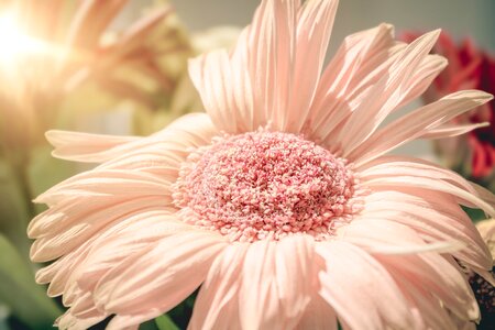 Pink flower summer close up photo