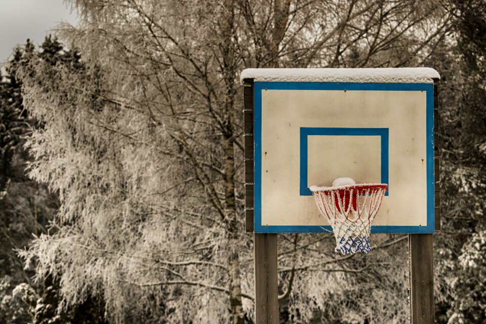 Tree wood brown basketball