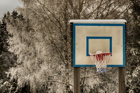 Tree wood brown basketball