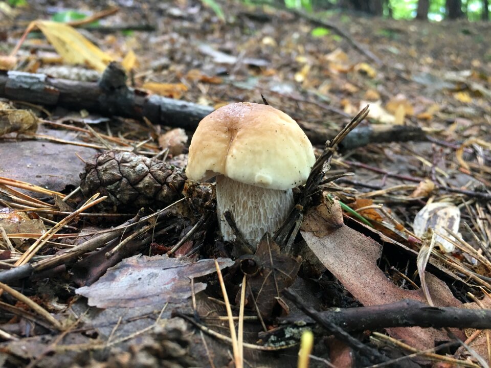 Forest fruits of the forest autumn