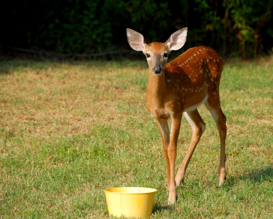 Animal fawn wildlife