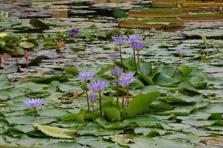Aquatic plants violet swim