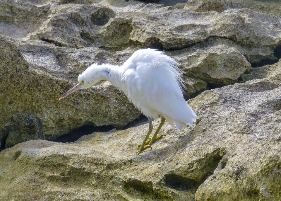Nature wildlife animal