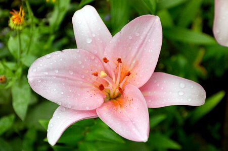 Summer blossoming petal