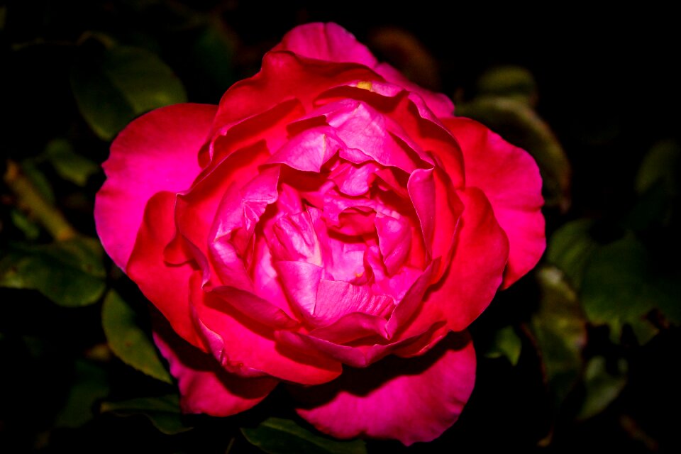 Plant leaf floral