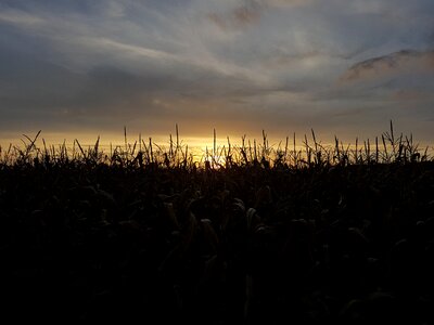 Corn nature sun