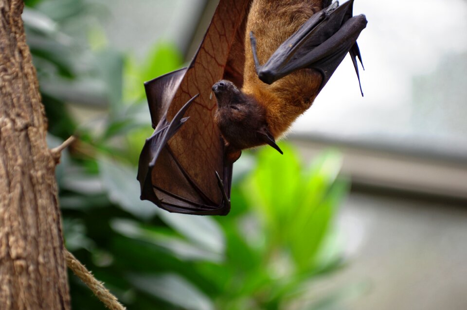 Vampire wing fear