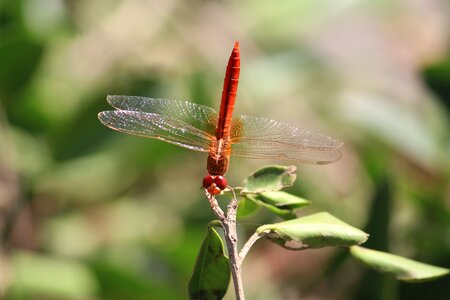 Wildlife wing bug