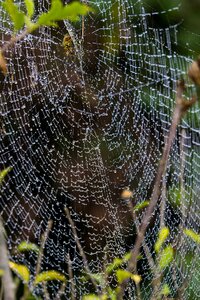 Insects morning dew network photo