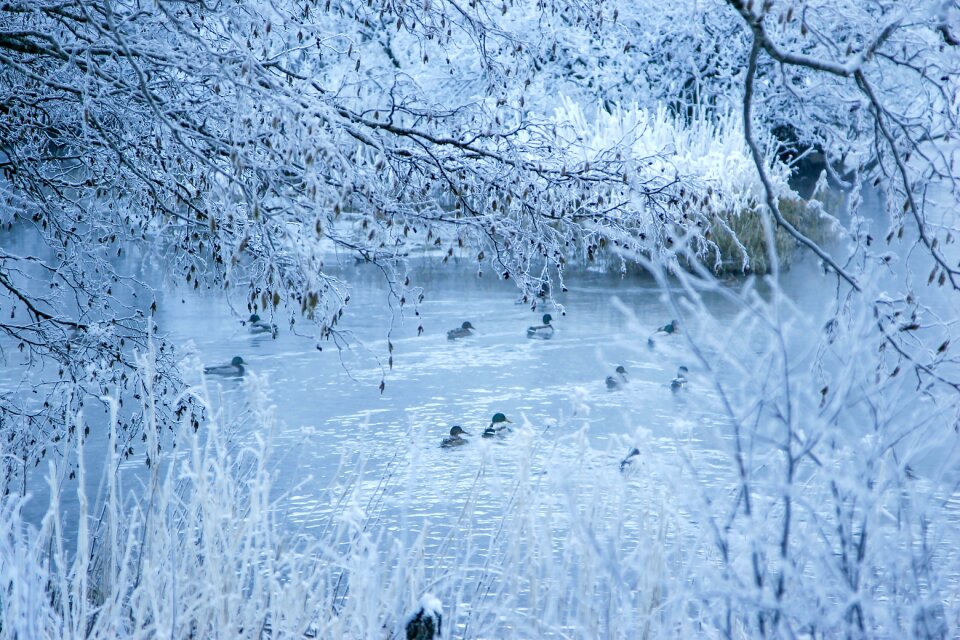 Cold weather trees