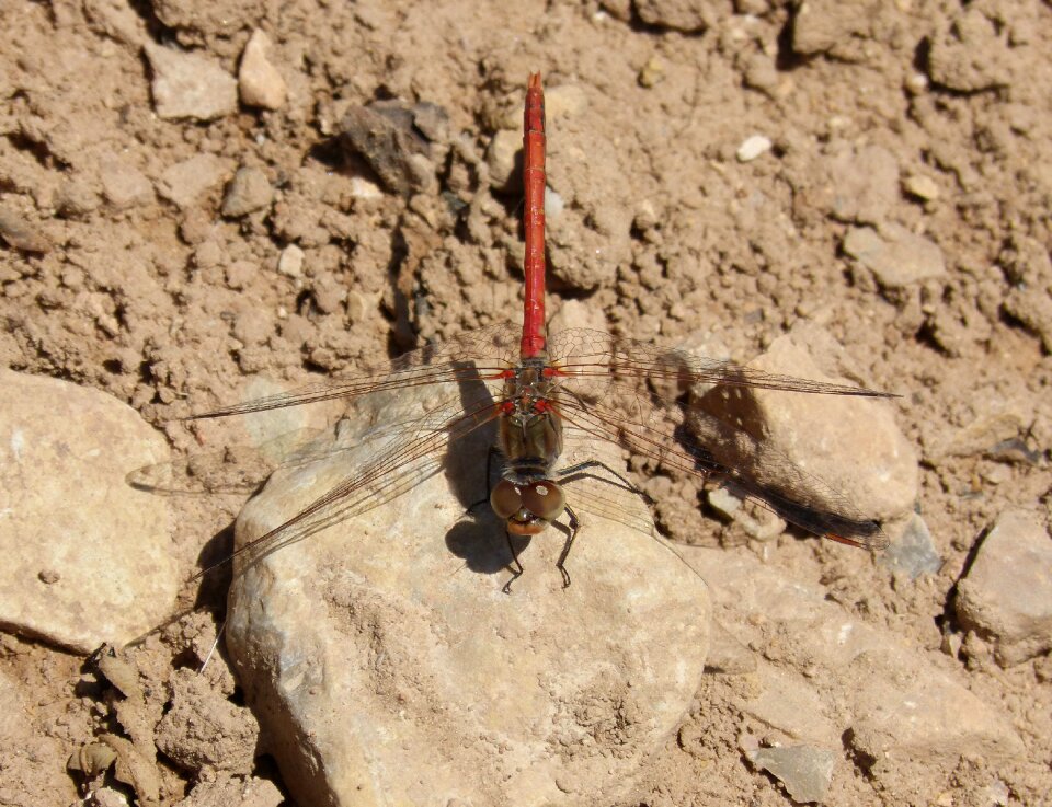 Sympetrum sinaiticum winged insect detail