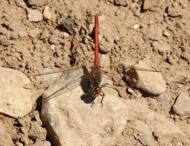 Sympetrum sinaiticum winged insect detail photo