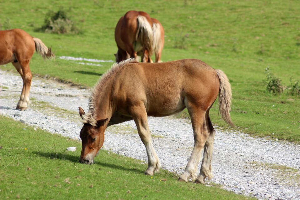 Prune prairie young horse