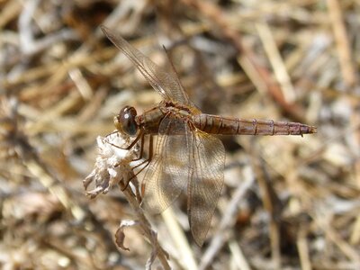 Detail eyes compounds winged insect