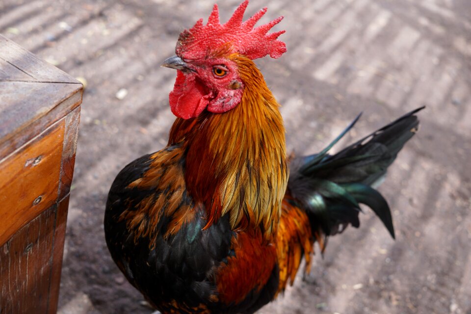 Feather farm domestic