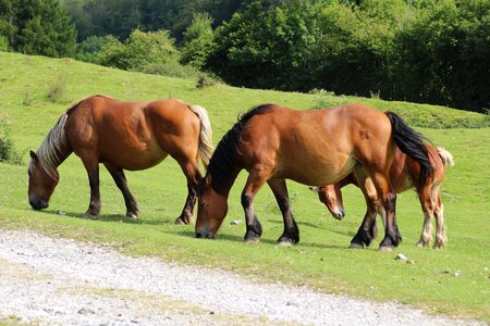 Field mammal horses