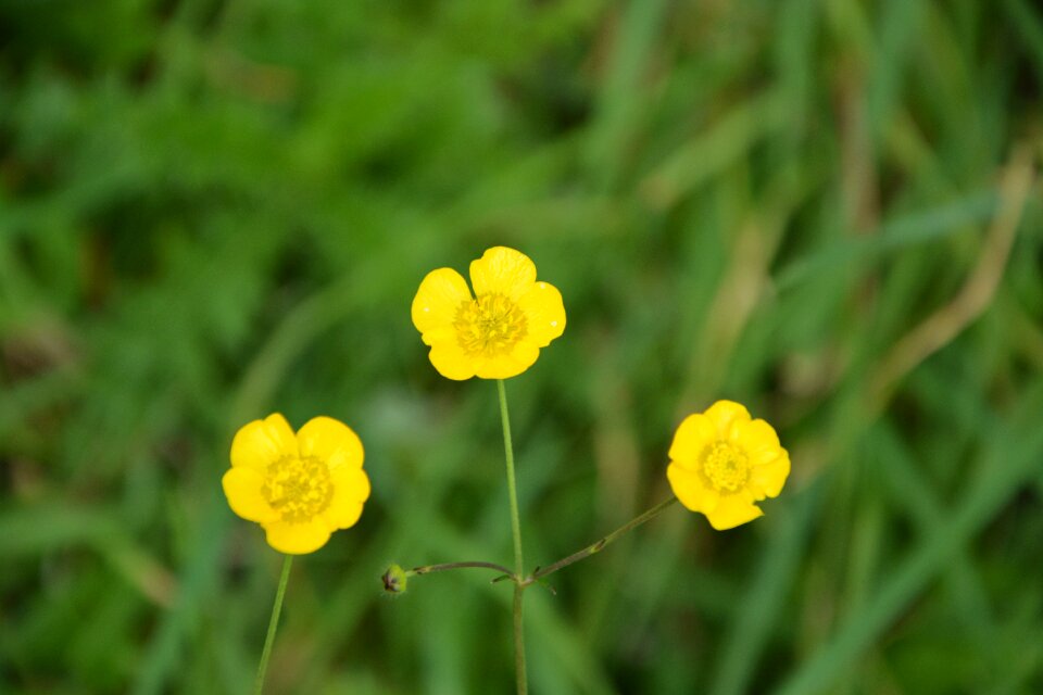 Nature flower country