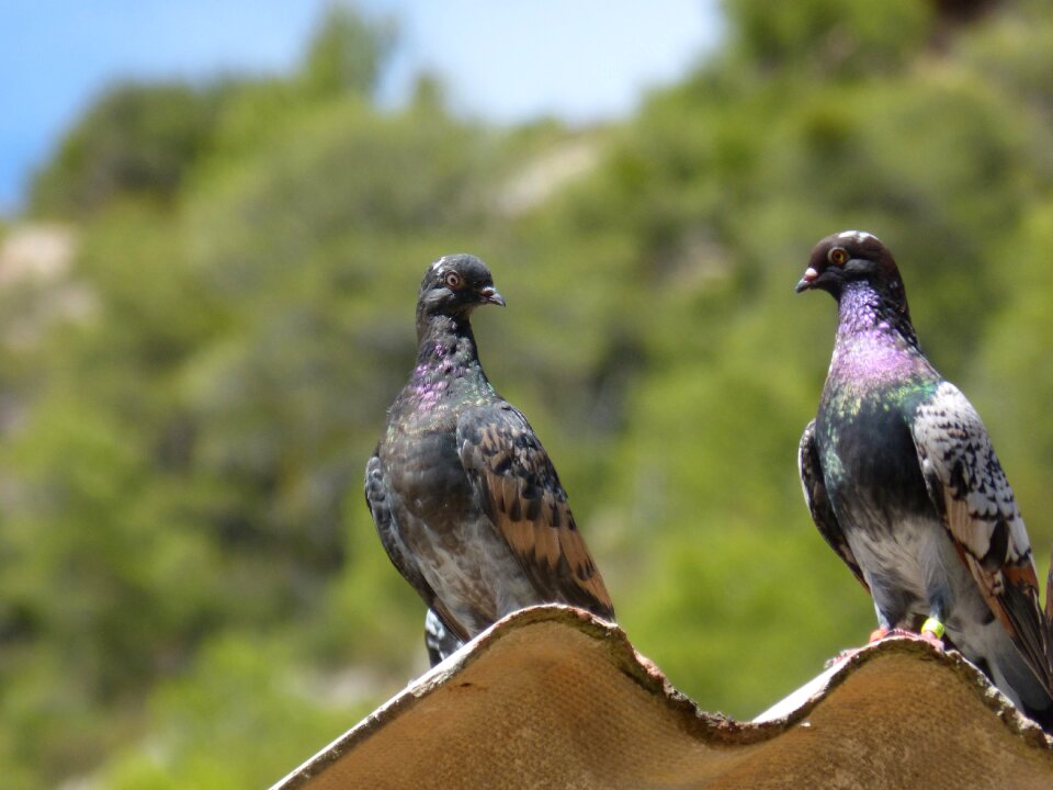 Uralita freedom birds