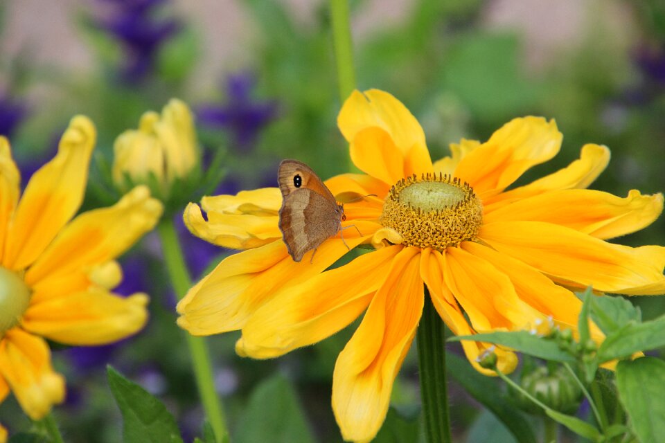 Summer bug garden