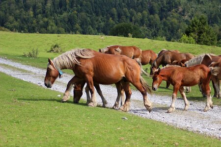 Mammal lawn herd