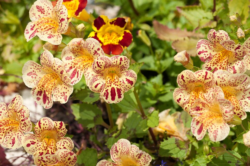 Garden summer flower