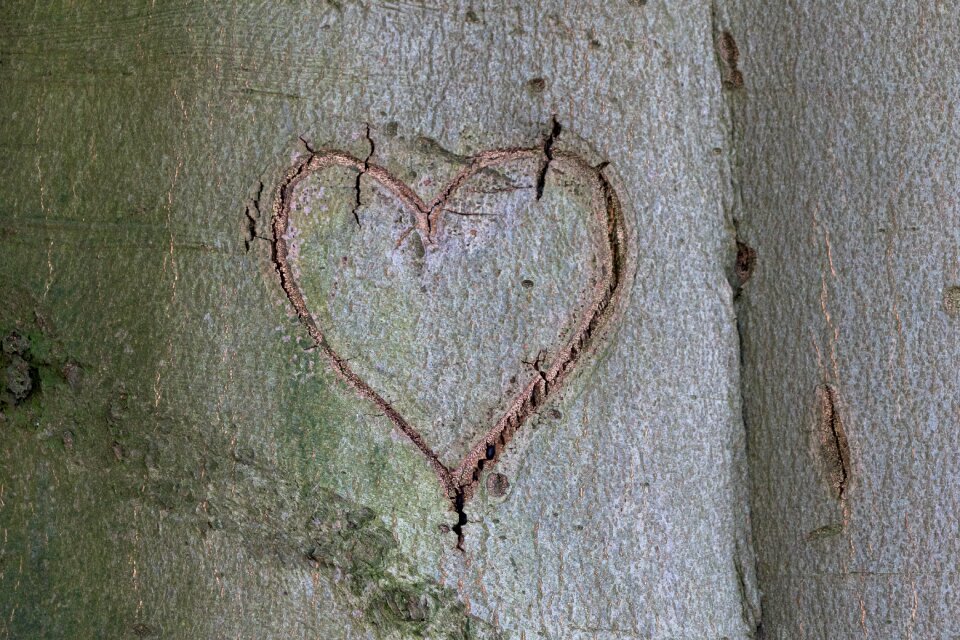 Love valentine's day bark