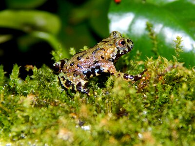 Young animal frog terrarium