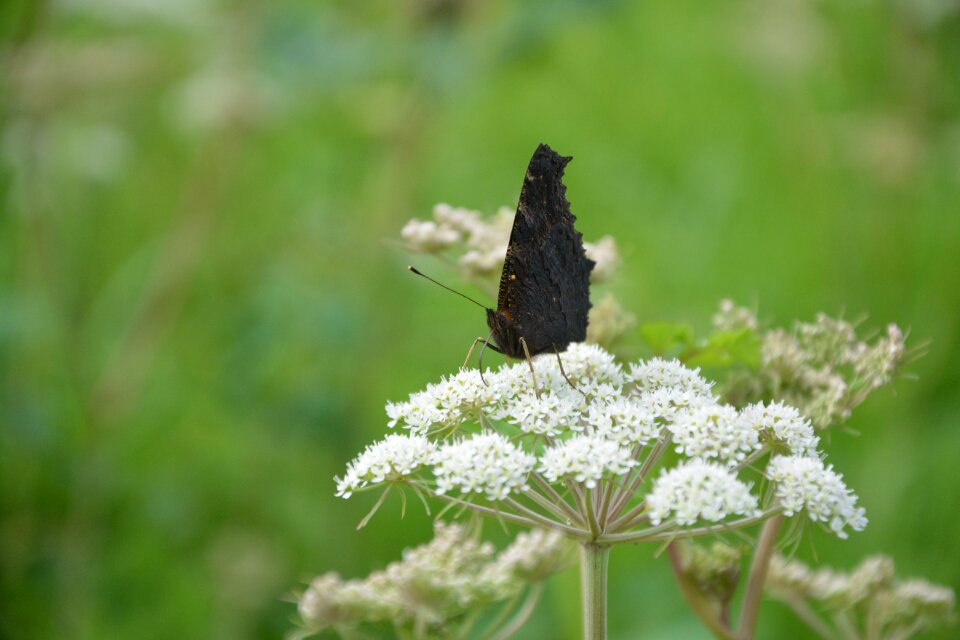 Hemlock white nature