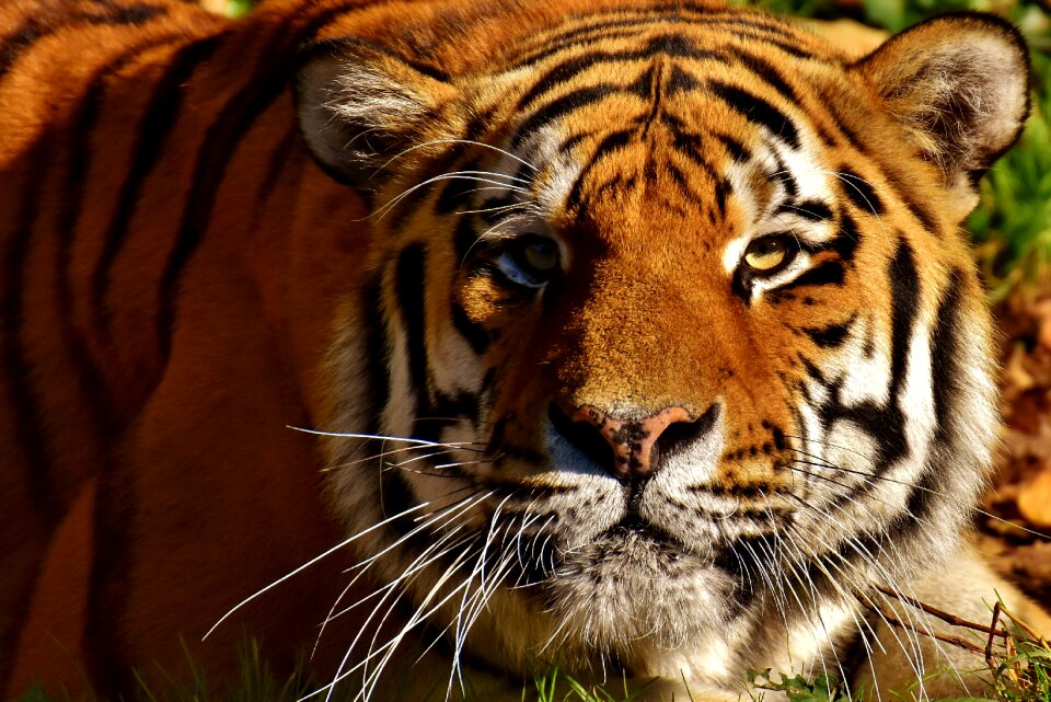 Fur beautiful dangerous