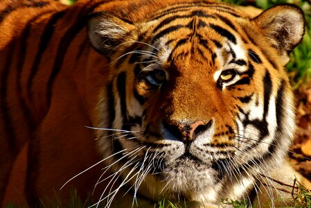 Fur beautiful dangerous