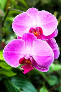 Floral summer spring