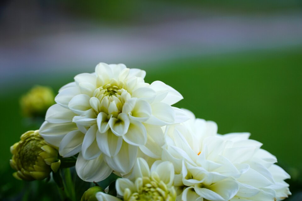 White flower of course white